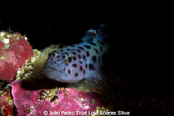Leopard-spotted goby (Thorogobius ephippiatus). by Joao Pedro Tojal Loia Soares Silva 